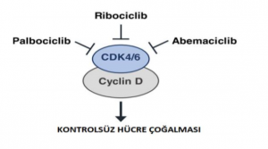 onkoloji doktoru izmir, onkoloji, lütfiye demir, Dç. Doktor lütfiye Demir, kanser hastası doktoru izmir, kanser tedavisi izmir, izmir onkoloji, zmir onkoloji doktorları, izmir onkoloji doktoru, onkoloji doktorları izmir, onkoloji doktoru, izmirde onkoloji uzman doktoru, izmir onkoloji tedavisi,